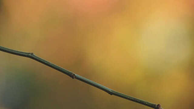 A male Anna's hummingbird perches on a small branch in soft evening light while guarding his territory from intruders. 
