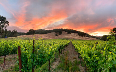 Naklejka premium vineyard at sunset