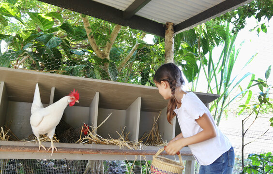 Girl with basket searching for eggs in chicken coop