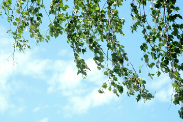 birch branches against the blue summer sky