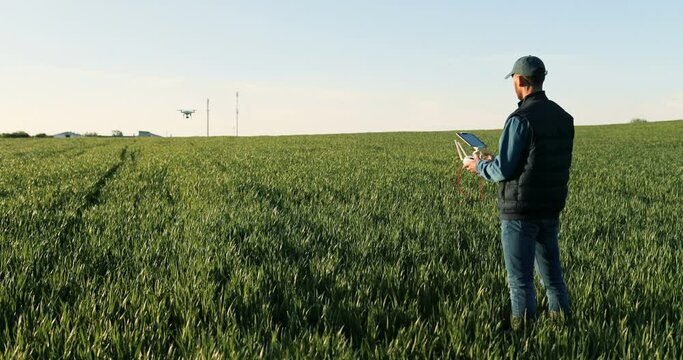 Rear of Caucasian man farmer in hat standing in green wheat field and controlling of drone which flying above margin. Back view on male using tablet device as controller. Technologies in agriculture.