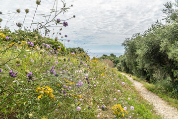 Obraz premium Landscape with flowers Paysage fleuri