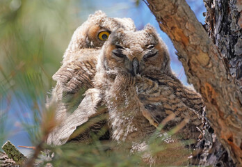 Two baby Great Horned Owls cuddle together on a branch of a large pine tree.