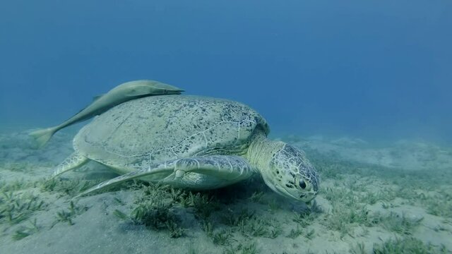 Slow motion, Great Sea turtle with two Remorafish on shell eats green sea grass on a sandy bottom. Closeup of Green Sea Turtle (Chelonia mydas), Red Sea, Egypt