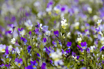 Obraz na płótnie Canvas meadow with violet violet flowers. Floral background