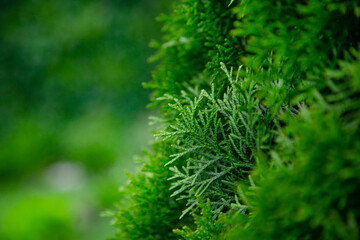 thuja close up. thuja branch background High quality photo