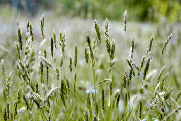   grass against the sunlight. Selective autofocus