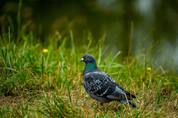 pigeon on the grass