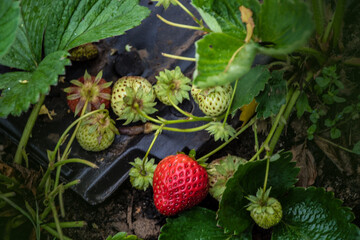 Strawberry bush with green leaves and berries on the garden. Ripe strawberry on a strawberry...