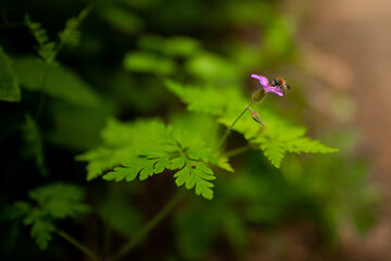 wild flower in the forest