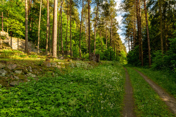 path in the forest