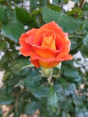 red rose in garden