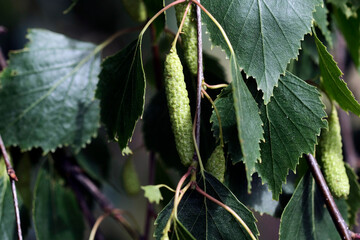 Birch branch with catkins in summer