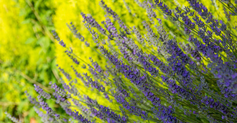 Lavender flowers in the shade with a bright green background
