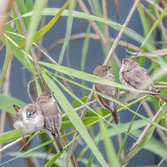 Oiseau bec de plomb perchés - birds 