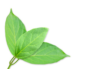 Gymnema sylvestre leaves on white background with clipping path.(Perrpioca of the woods)