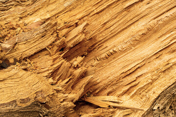 Texture of damaged stripped tree trunk closeup.