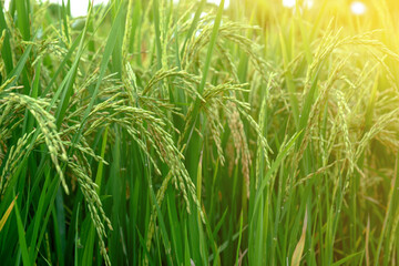 Ear of rice in paddy rice field. Selective focus.