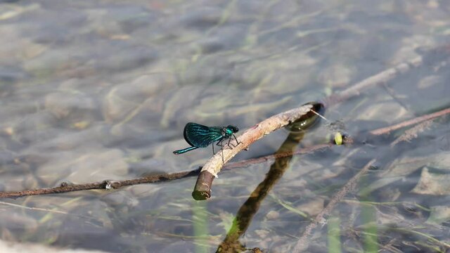 tiny blue dragonfly on twig emerging from flowing river