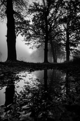 Foggy forrest reflection