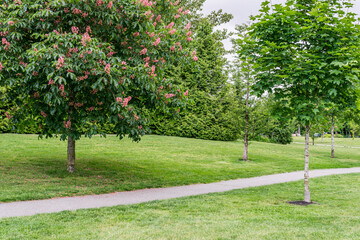 red chestnut big tree and the footpath in the green park.