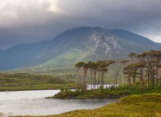 Green cliffs, Connemara, Ireland