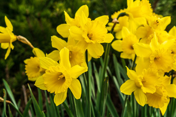 Obraz premium fresh yellow daffodils flowers close-up sunny spring day.
