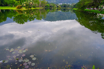 selective focus and partially blur of Taiping Lake Gardens which is located in Malaysia and one quarter of the country's tourist attractions. Reflection in water.