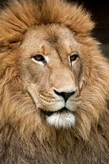 Fototapeta premium Close up of lion with golden mane