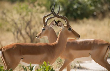 Fotobehang Twee antilopen met hoorns oversteken © Marie Stone/KOTO