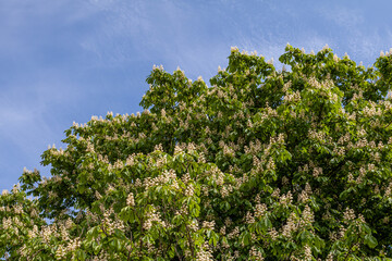 Foliage and flowers of chestnut horse-chestnut tree flowers and leaves with sky.