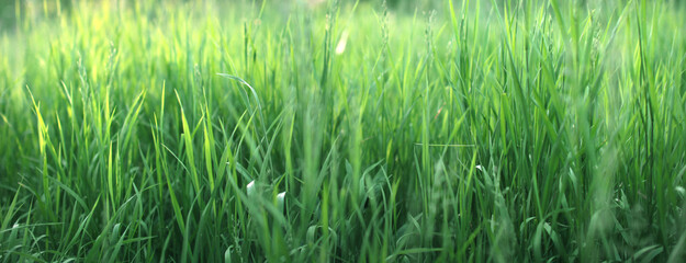 Panoramic background of green grass