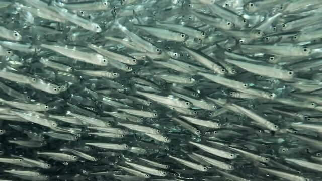 Massive school of small silver fish. Closeup, underwater background