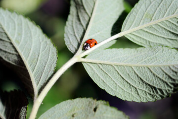 Ladybug on the green plant. Red ladybird on the green leaves. Macro image