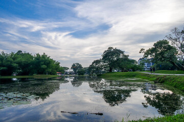 selective focus and partially blur of Taiping Lake Gardens which is located in Malaysia and one quarter of the country's tourist attractions. Reflection in water.