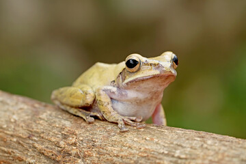 striped tree frog, yellow tree frog on the branch