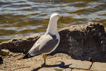 seagull on the beach