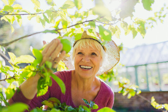 Smiling senior woman picking apple from tree in sunny garden