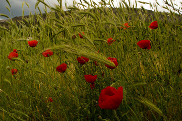 poppy in the field
