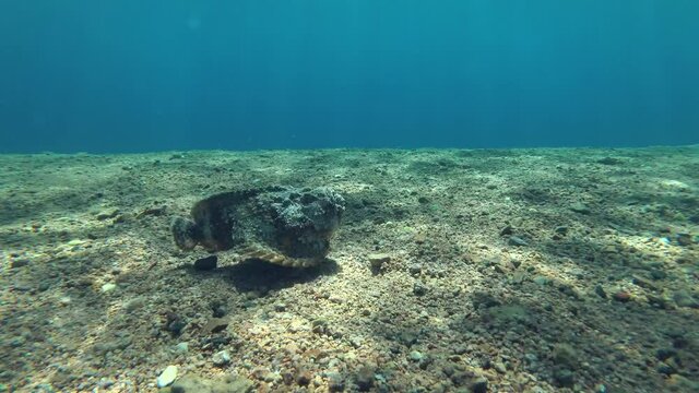 Slow motion, Reef Stonefish (Synanceia verrucosa) slowly swims over pebble bottom on blue water background in sunrays. Red Sea, Egypt