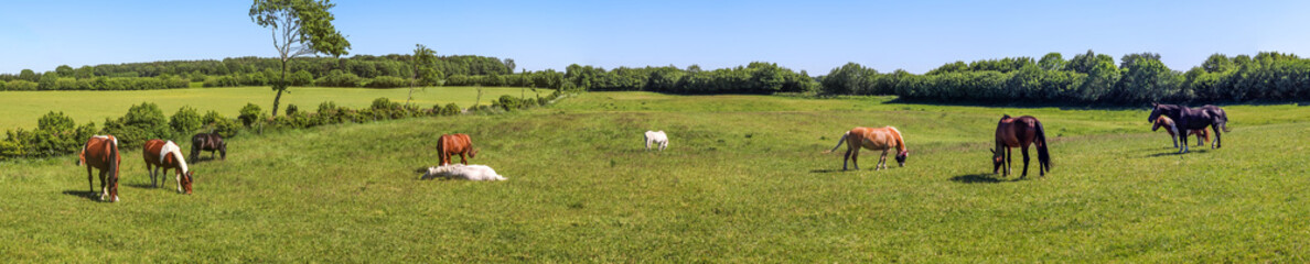 Beautiful panorama of grazing horses on a green meadow during springtime