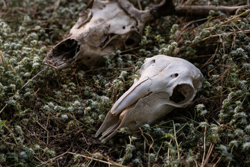 Calavera de oveja y ciervo