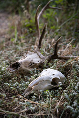 Calavera de oveja y ciervo