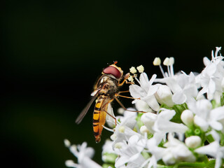 fly on flower