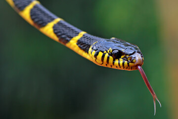 Boiga dendrophila, ring gold snakes