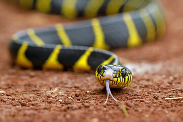 Boiga dendrophila, ring gold snakes