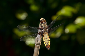 Female broad bodied chaser dragonfly on bamboo