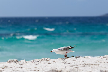 A seagull on the Whitest sand beach in the world.