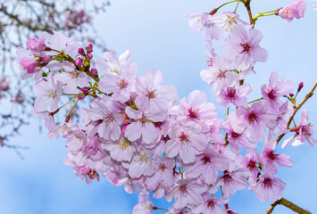 Blomming Pink Cherry Blossom Flowers at One Tree Hill Park, Auckland New Zealand; Sakura Flowers