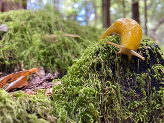Yellow Banana Slug in Redwood Forest in North America. Natural habitat. Ariolimax dolichophallus. Pacific Banana Slug. California. USA